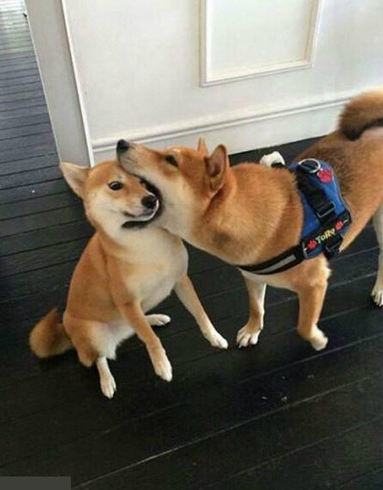 我真的一点都不好吃，汪不怕吃一嘴的毛嘛！