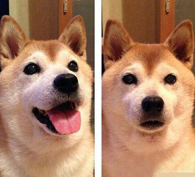 拿东西吃完后一旁汪的表情，汪星人已经失去了希望