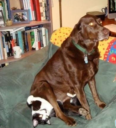 阿花肿么不见了