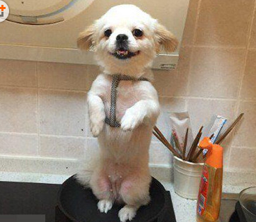 是要把汪星人吃了的节奏么