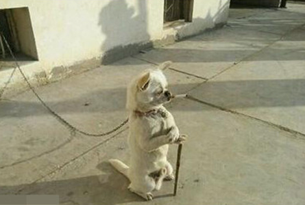 一看就知道是世外高人，拄着拐像个小老头似的呢