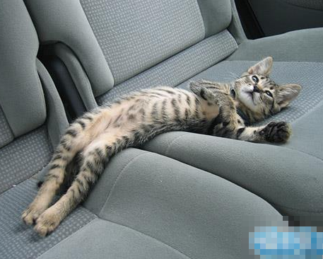 喵星人，不要睡的这么销魂行么