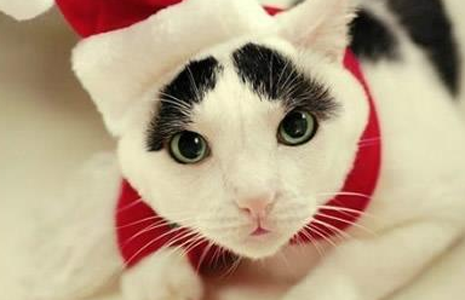 这眉毛太喜感了