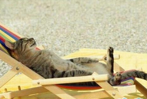 晒日光浴太惬意了