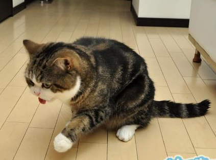 “擦，有毒”“别演了，你刚舔的是你自己的肉球”