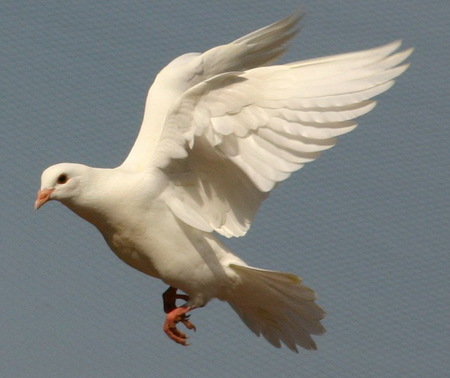 鸽子“歪头病”怎么治 找到病因对症下药