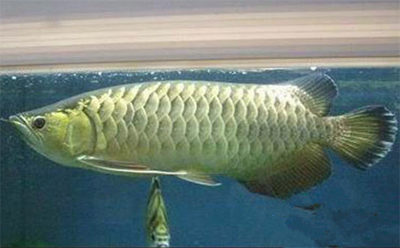 龙鱼烧尾怎么治疗 清洁能很好的预防