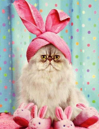 主人说喜欢兔子，所以投其所好