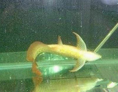 鱼体失衡症怎么治疗 要保持水质稳定