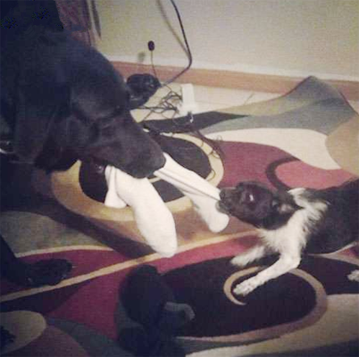 在咬我我摔死你