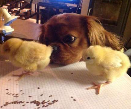 狗狗看着眼都直了