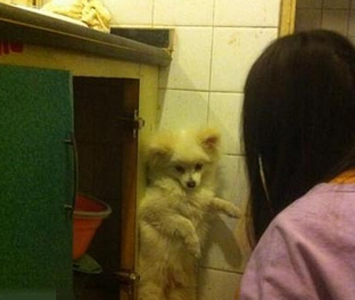 主人，伦家知道错了嘛