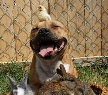 这表情太二货了