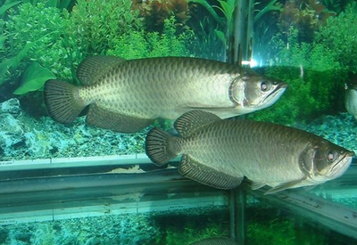 龙鱼侧线孔变大怎么办 注重维生素的补充