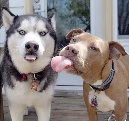 大家都说吐舌头很萌哒， 咱们也来试一试！