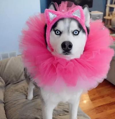 别看二哈表情傻，打扮起来…只有更傻