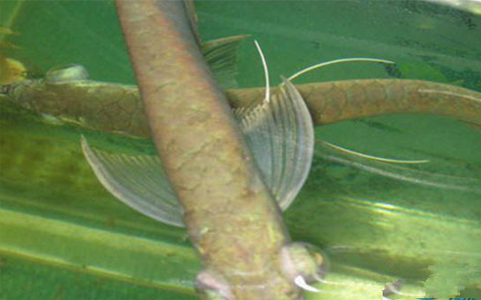 龙鱼凸眼怎么办 注意改善水质