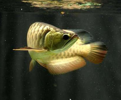 龙鱼不吃东西怎么办 拒食原因分析