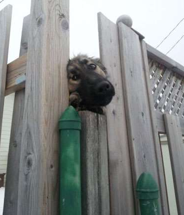 主人 放我出去吧