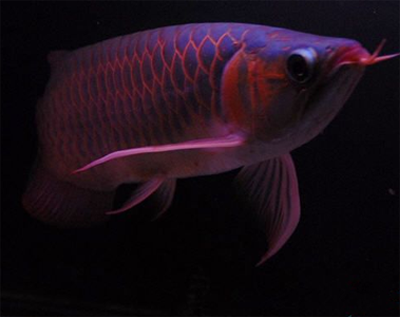 龙鱼拒食症的原因 引起拒食的原因有很多