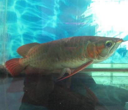 龙鱼趴缸怎么办 保持水质的稳定