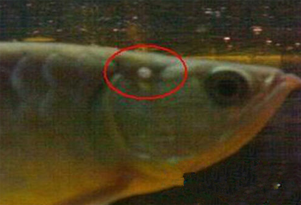 龙鱼体表出现水泡怎么办 注意频换新水