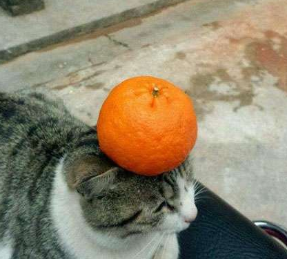 喵星人，你这是卖艺么