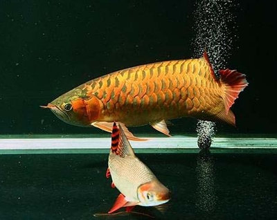 龙鱼不爱吃食怎么办 水质不好会影响食欲