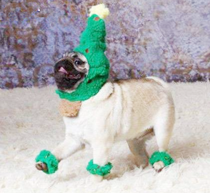 戴绿帽子的小狗