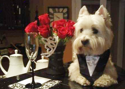 这绝对是标准的绅士