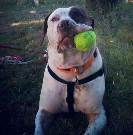 主人 不作我不行吗