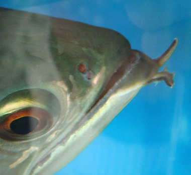 龙鱼胡须长瘤怎么办 注意改善水质