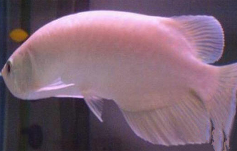 龙鱼脊柱弯曲的原因 平时多注意预防