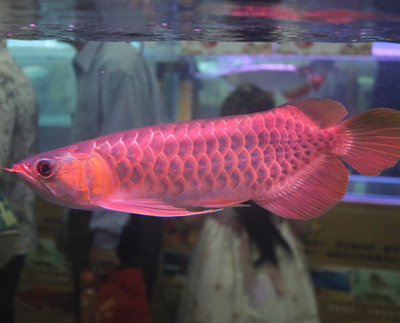 气泡病怎么治疗 应立即进行换水