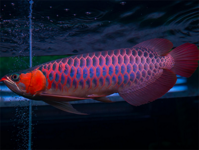 龙鱼腐鳍怎么办 要注意换水升温