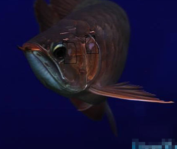 龙鱼撞伤了怎么办 尽量不要用药