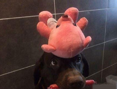 被主人玩坏的二汪