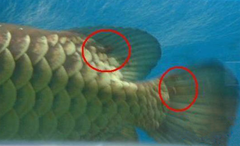 龙鱼体外寄生虫怎么治疗 做好预防工作