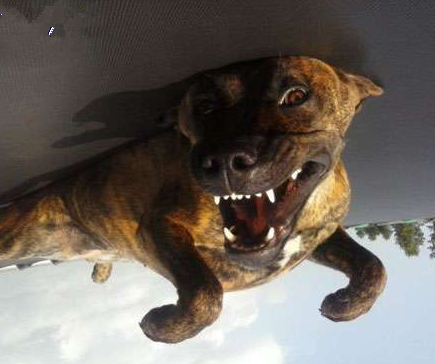 好有喜感的狗狗