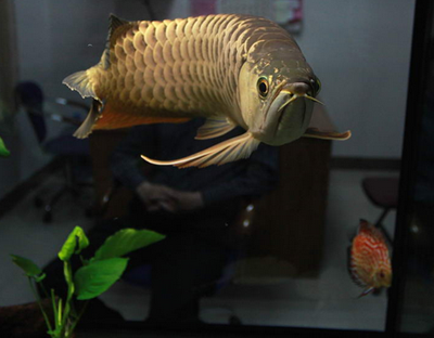 龙鱼掉尾的纠正方法 增大运输空间