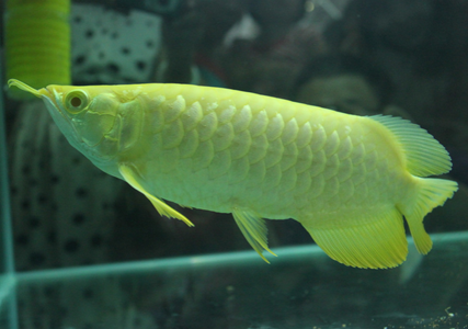 龙鱼鳞片发黑怎么办 维持水质PH的稳定