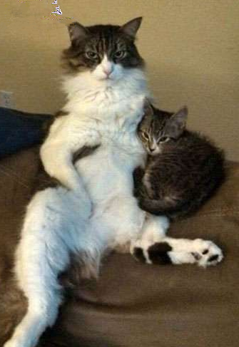 大佬和他的小蜜