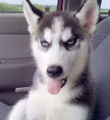 脸上都是戏，一看以后就是颜艺帝