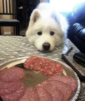 狗狗 你是饿了吗