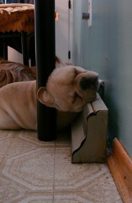 狗狗销魂的睡姿