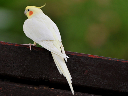鸟类“开车”训练 怎么训练鸟类“开车” 
