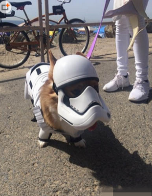 天冷风大，带二汪出来逛逛