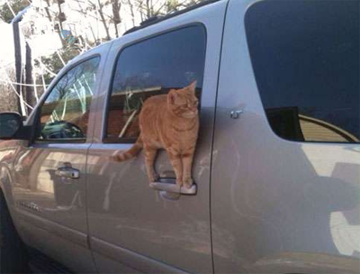 猫咪 你是练杂技出身的吗