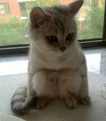 这喵星人居然会蹲！！！