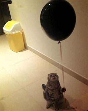 小朋友，喜欢就买一个呗